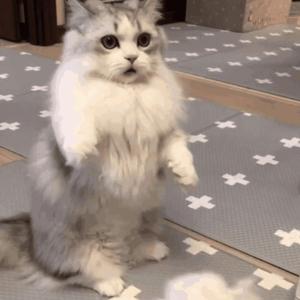 人妻大奶子视频
