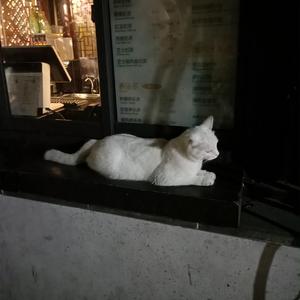 一级特黄高清毛片
